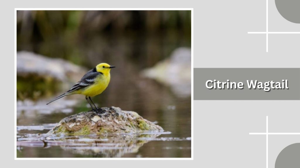 Citrine Wagtail