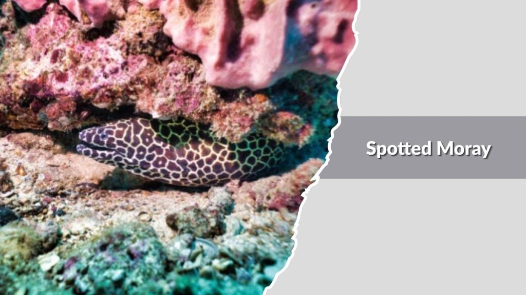 Spotted Moray