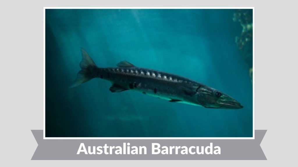 Australian Barracuda