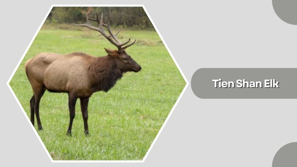 Tien Shan Elk