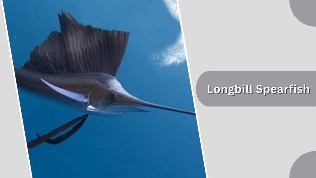  Longbill Spearfish