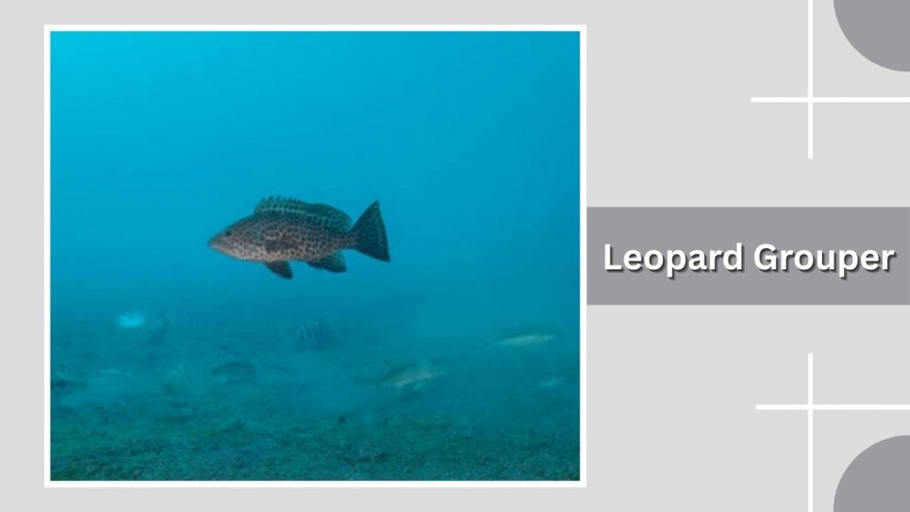 Leopard Grouper