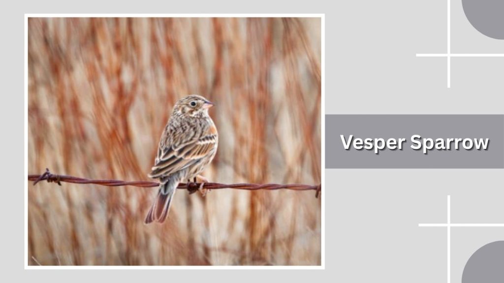 Vesper Sparrow