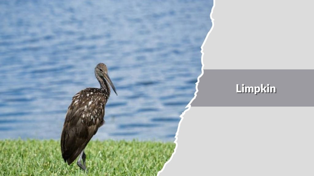 Limpkin