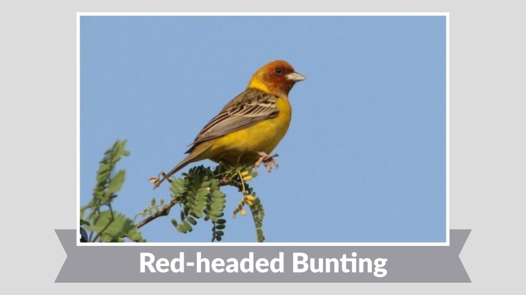 Red-headed Bunting