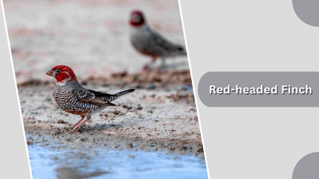 Red-headed Finch