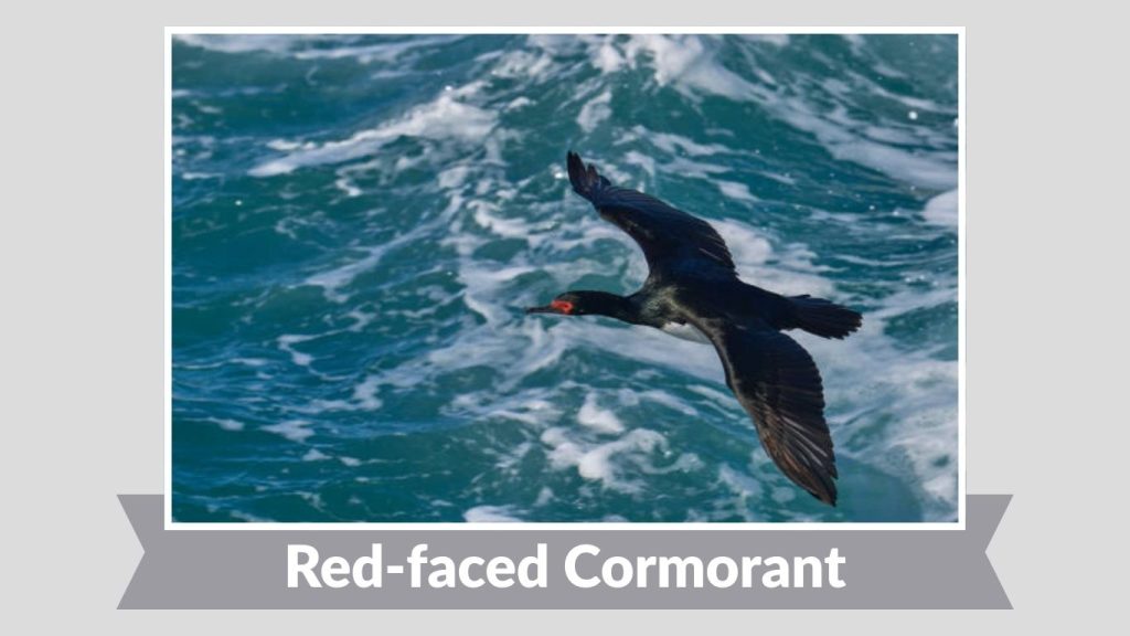 Red-faced Cormorant