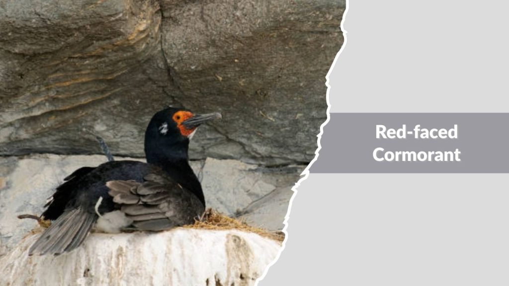 Red-faced Cormorant
