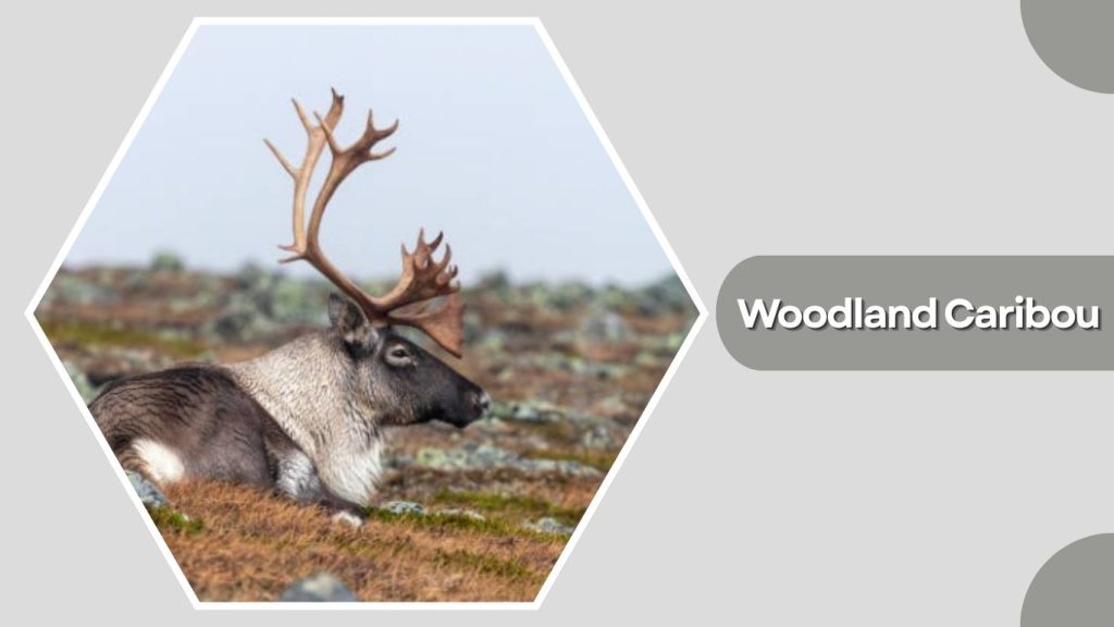 Woodland Caribou
