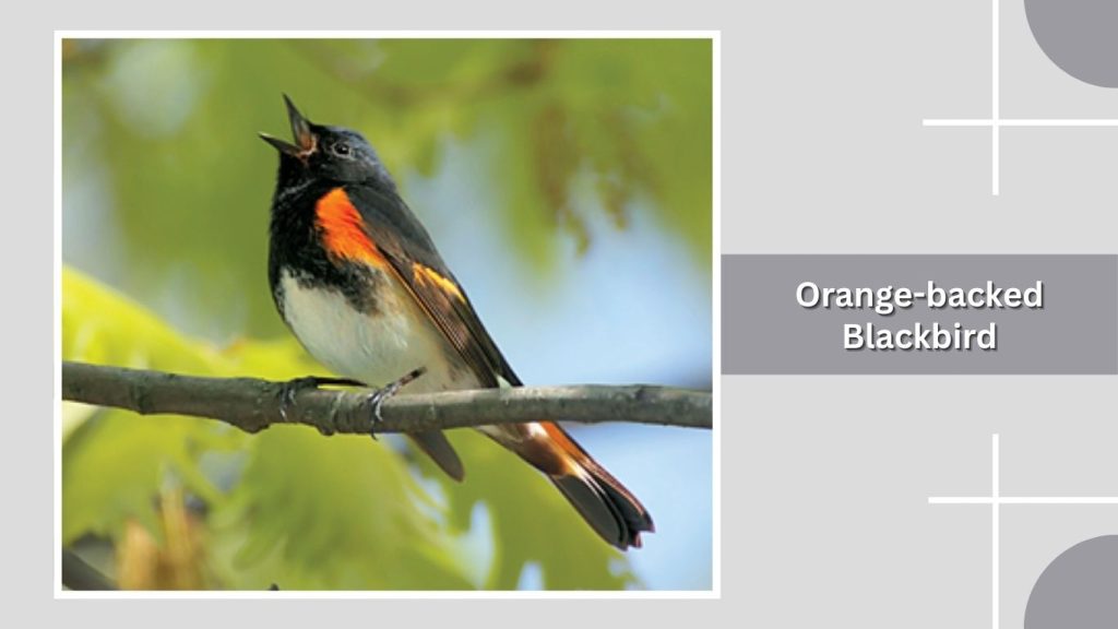 Orange-backed Blackbird