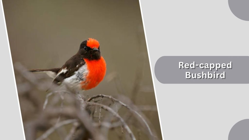 Red-capped Bushbird