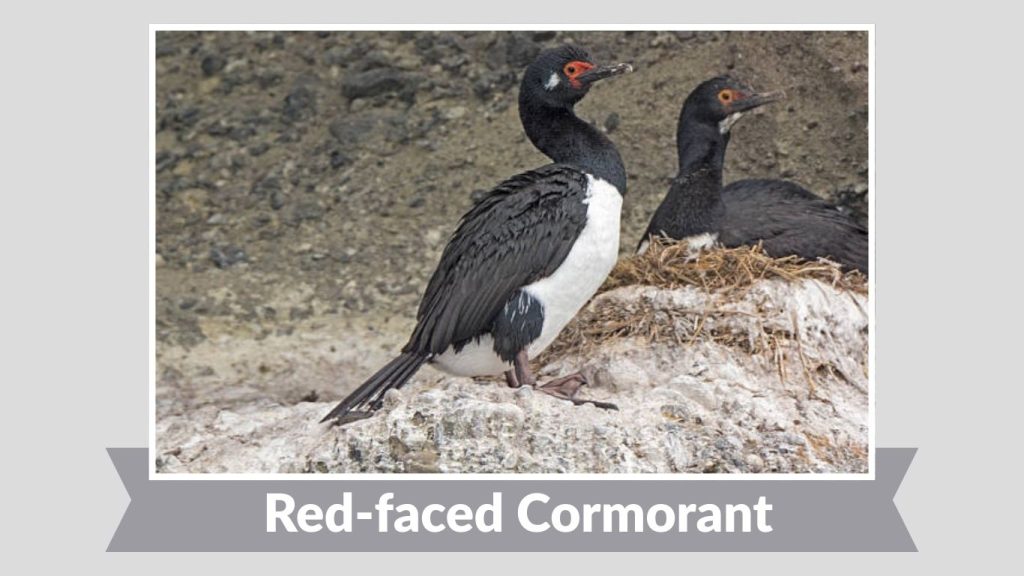 Red-faced Cormorant