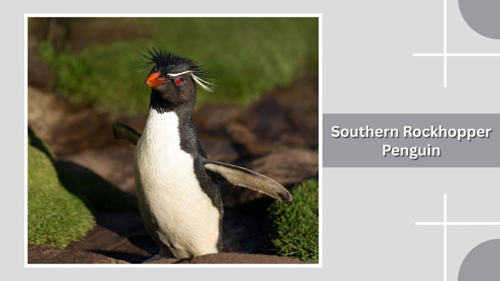 Southern Rockhopper Penguin