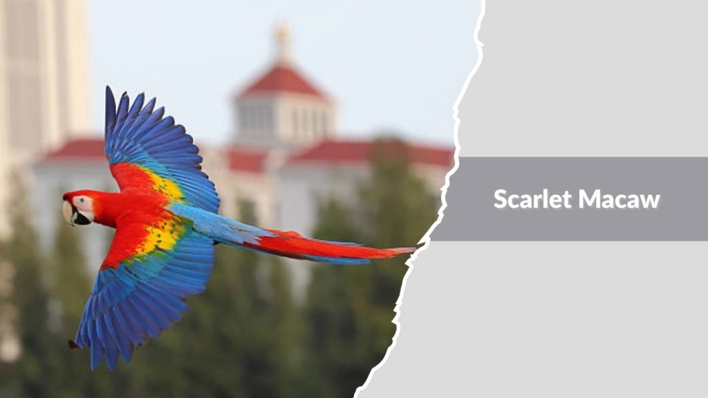 Scarlet Macaw