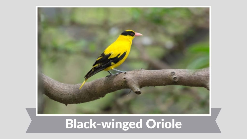 Black-winged Oriole