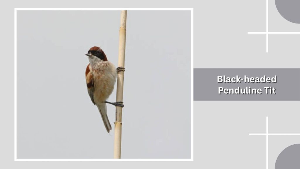 Black-headed Penduline Tit