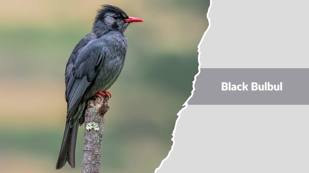 Black Bulbul