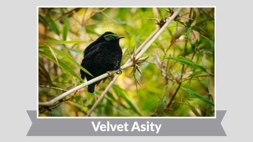 Velvet Asity