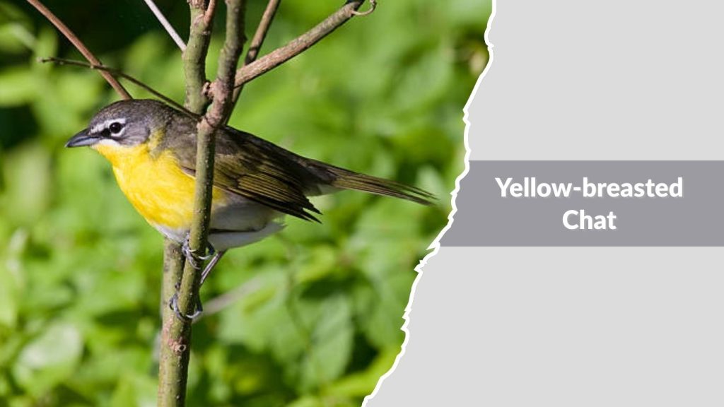 Yellow-breasted Chat