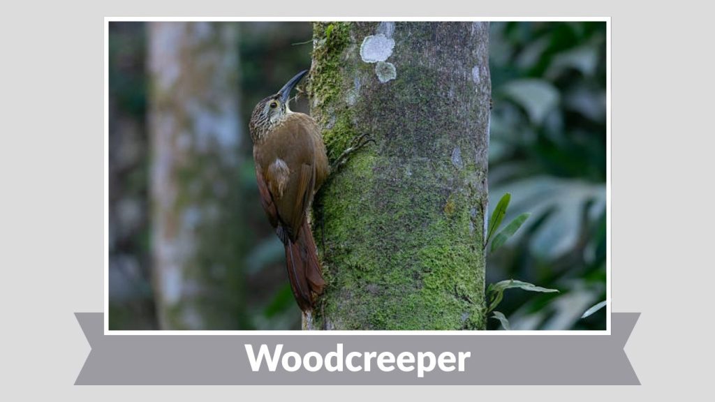 Woodcreeper