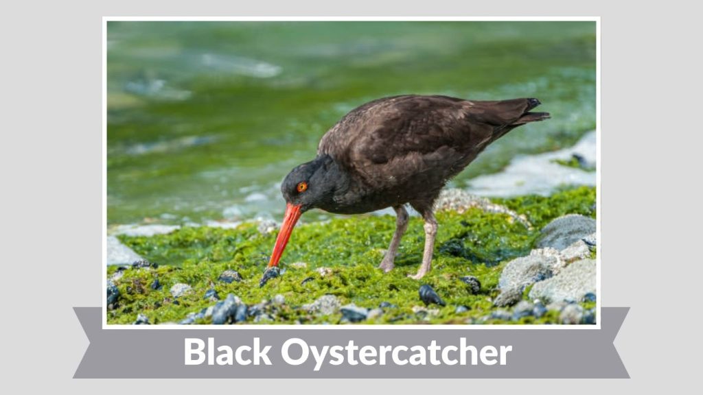 Black Oystercatcher