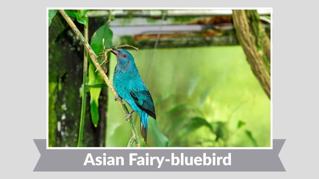 Asian Fairy-bluebird