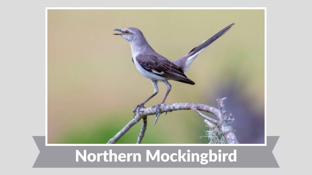 Northern Mockingbird