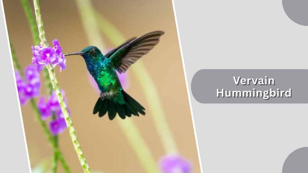 Vervain Hummingbird
