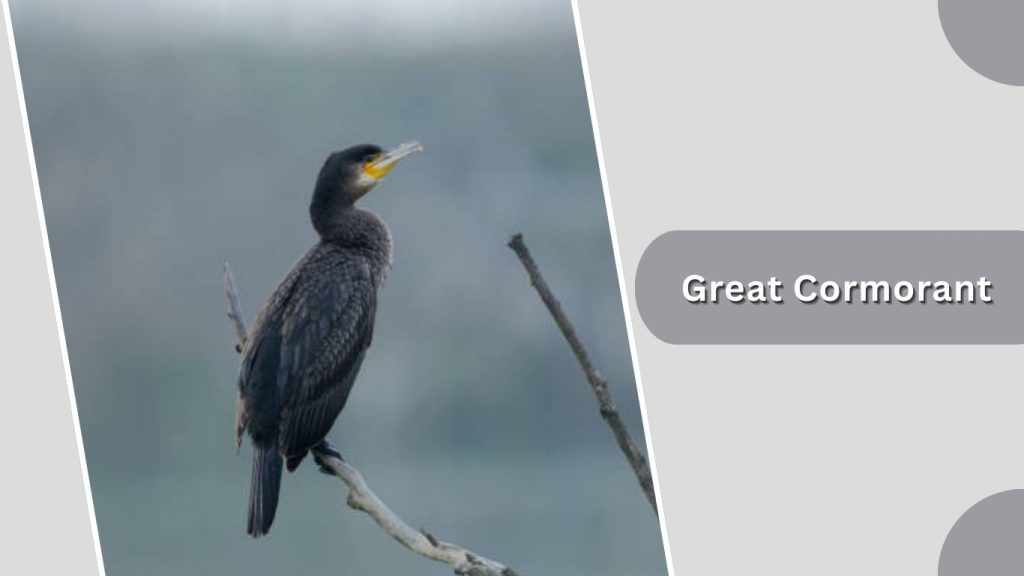 Great Cormorant