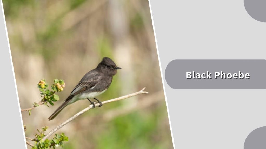 Black Phoebe
