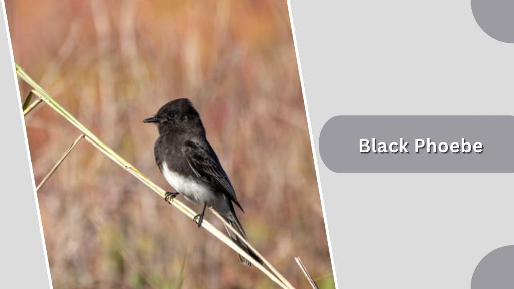 Black Phoebe