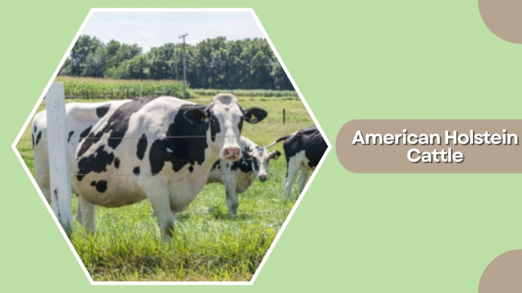 American Holstein Cattle