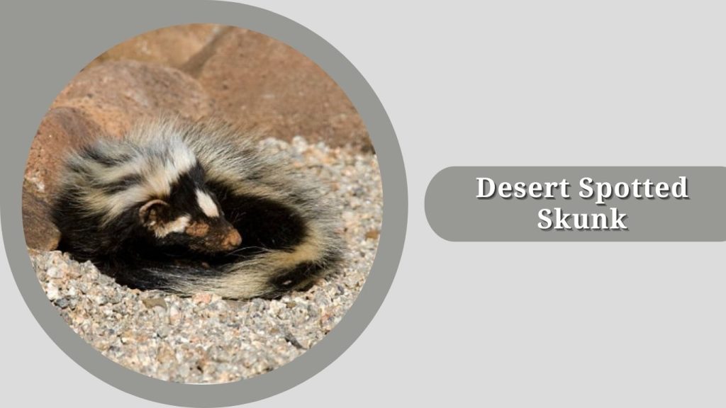  Desert Spotted Skunk