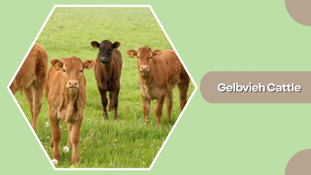 Gelbvieh Cattle