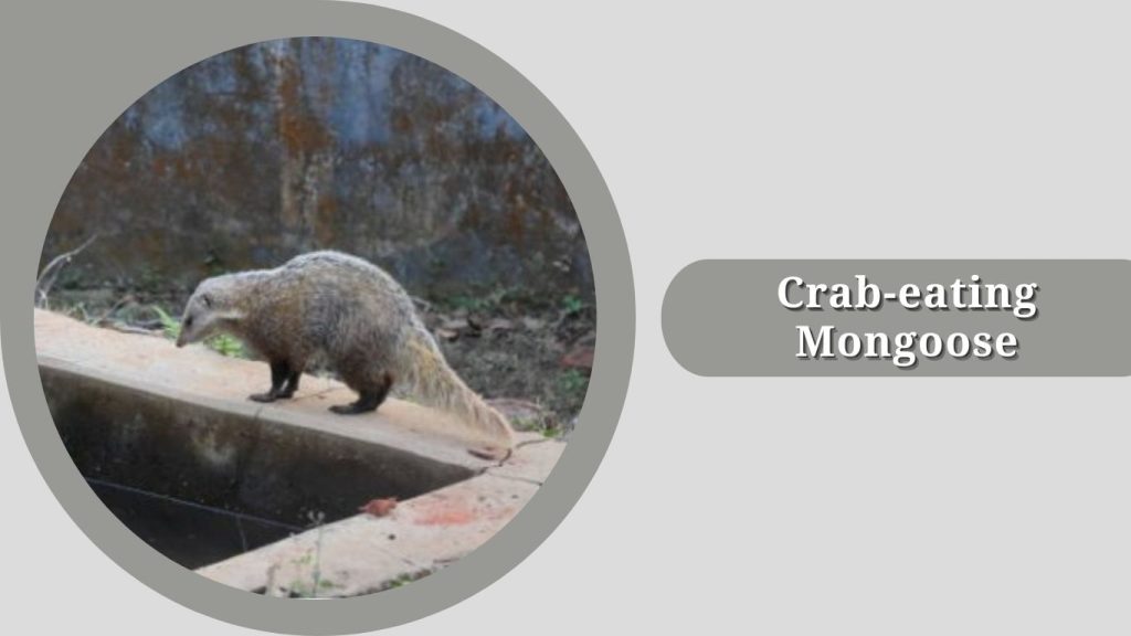 Crab-eating Mongoose
