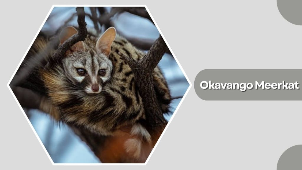 Okavango Meerkat