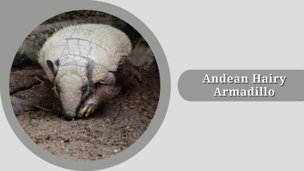 Andean Hairy Armadillo