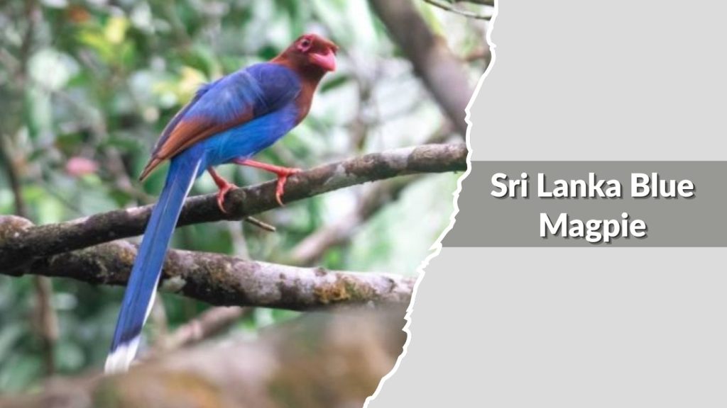  Sri Lanka Blue Magpie