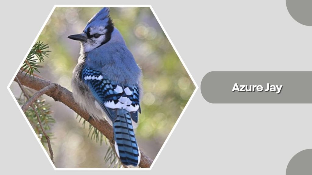 Azure Jay