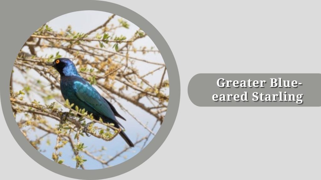 Greater Blue-eared Starling