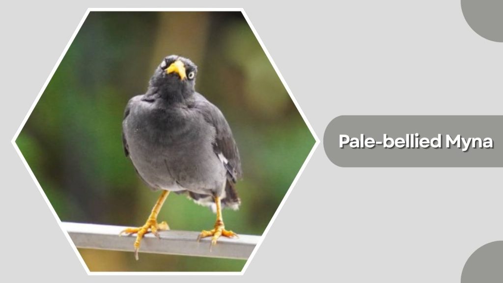 Pale-bellied Myna