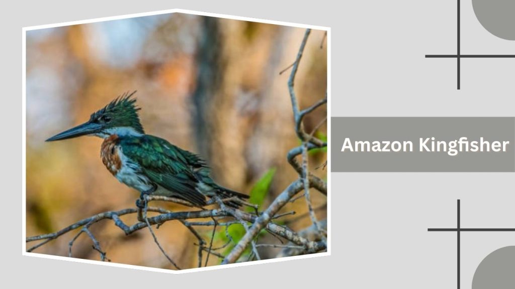 Amazon Kingfisher