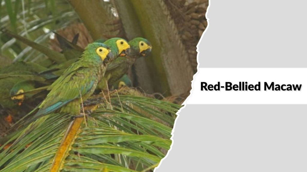 Red-Bellied Macaw