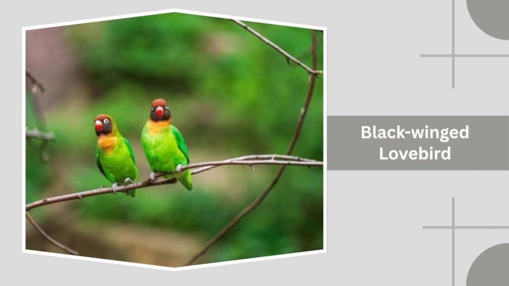Black-winged Lovebird