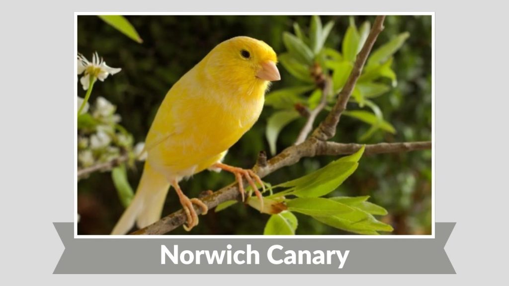 Norwich Canary