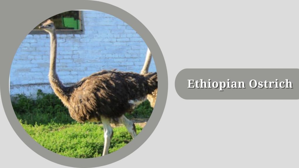 Ethiopian Ostrich