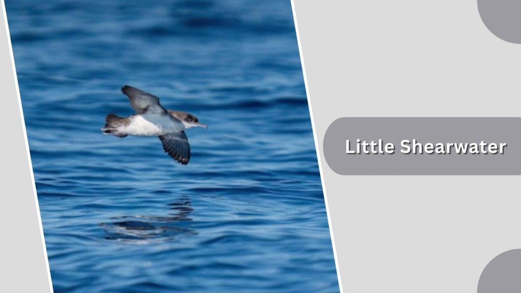 Little Shearwater 