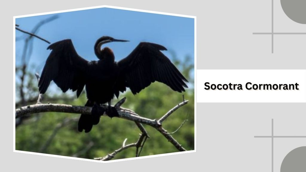 Socotra Cormorant 