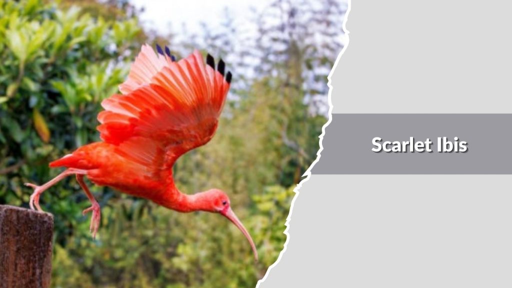 Scarlet Ibis