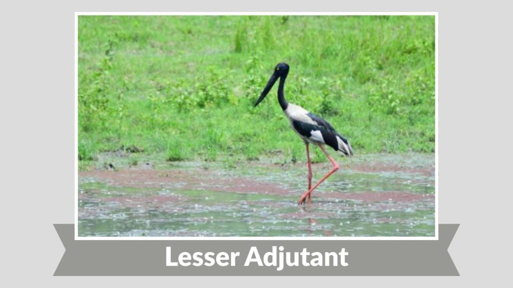 Lesser Adjutant